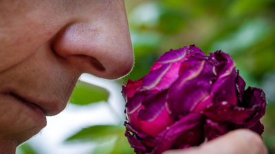 شخص يشتم وردة