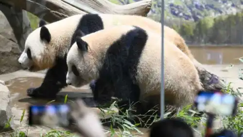 الباندا التوأم في اليابان 