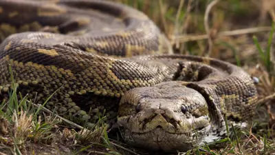 أفعى بايثون 