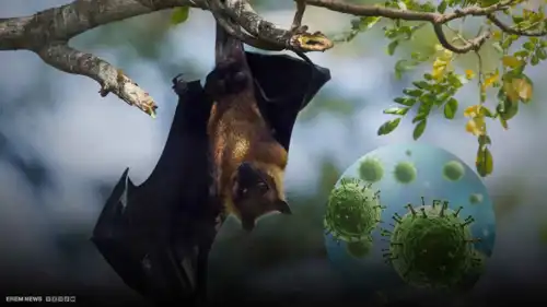 هل فيروس"نيباه" على خطى كورونا؟ الصحة العالمية تجيب