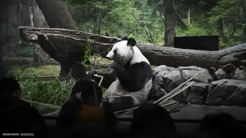 دبلوماسية الباندا تنهار مع اليابان.. آخر زوجين يعودان للصين