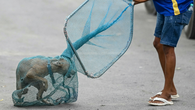 محاولة السيطرة على كلب ضال