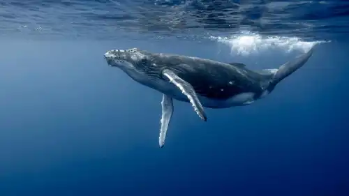 حوت في المحيط