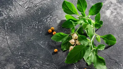 عشبة الأشواغاندا 