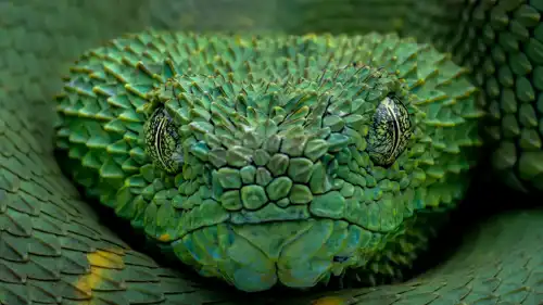 الأفعى الشجرية الغربية