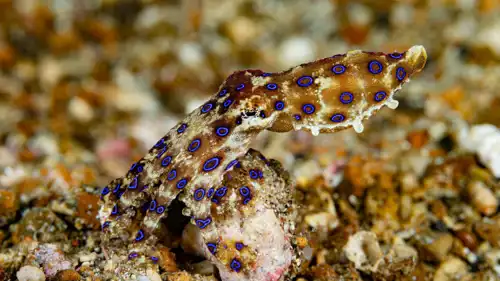 الأخطبوط السام