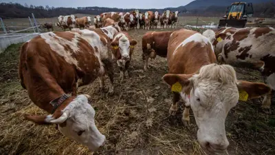 مزرعة أبقار