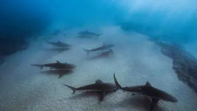 أسماك القرش في المياه الضحلة