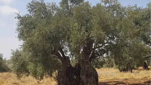 شجرة المهراس