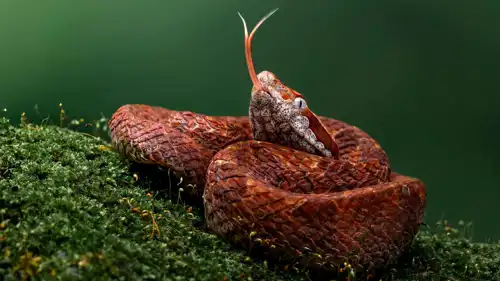 أفعى الملقط الماليزية