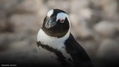 جوع قاتل يفتك ببطاريق أفريقيا