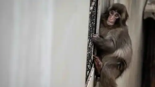 تعبيرية لحيوان القرد