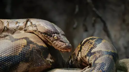 ثعبان بايثون