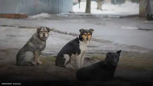 عظامها بين فكي كلاب ضالة.. نهاية مفجعة لرضيعة بالجزائر