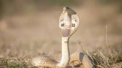 ثعبان كوبرا