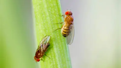 ذبابة الفاكهة