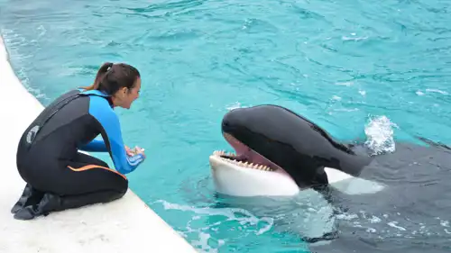 الحوت كشامينك