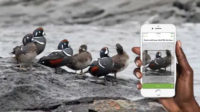 تطبيق خاص بالطيور