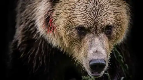 هجوم دب - تعبيرية