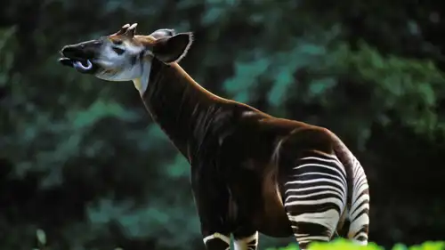 حيوان الأوكابي 