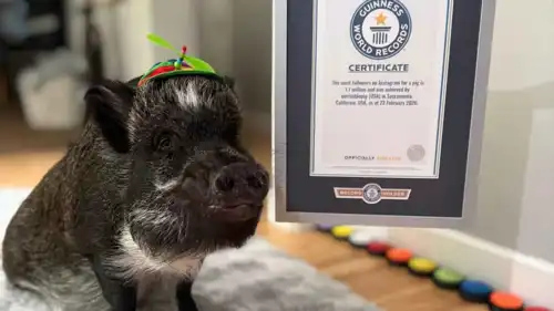 ميرلين الخنزير