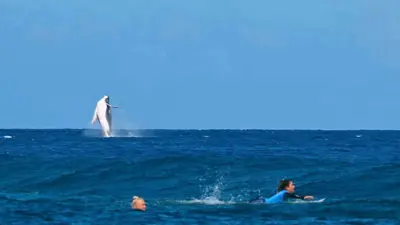 حوت ضخم يظهر في منافسات أولمبياد باريس 2024