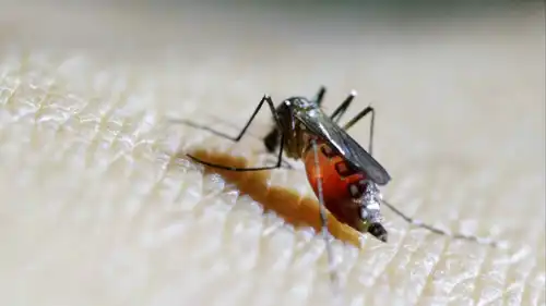 بعوضة أنثى على ساعد فني صحي في مختبر بقسم الحشرات بوزارة الصحة العامة في مدينة غواتيمالا