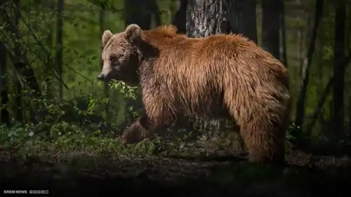 هاجمها في غفلة.. دب يجر امرأة من منزلها إلى أعماق الغابة