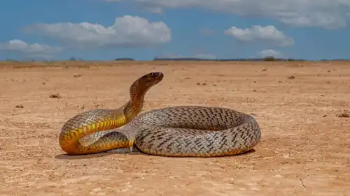 تايبان الداخلي