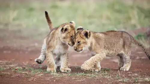 أشبال الأسود