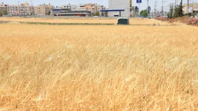 حقل قمح في الأردن