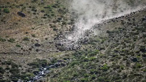 قطيع أغنام في منطقة جنوب تركيا
