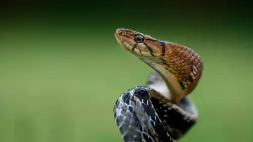 ثعبان الجرذان الهندي