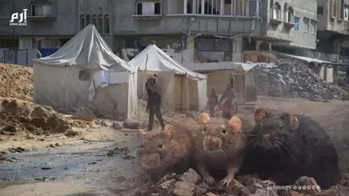 بعد الصواريخ.. "الجرذان" تحتل خيام غزة وتنذر بأمراض خطيرة