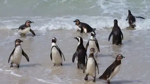 مجموعة بطاريق أفريقية 