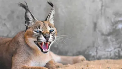 حيوان الوشق