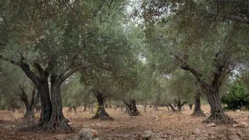 حقول الزيتون في سوريا