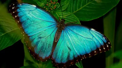 فراشة مورفو