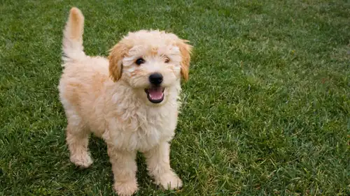 كلب صغير من نوع غولدن دودل