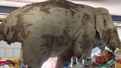 الفيل الجائع