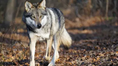 الذئاب المكسيكية