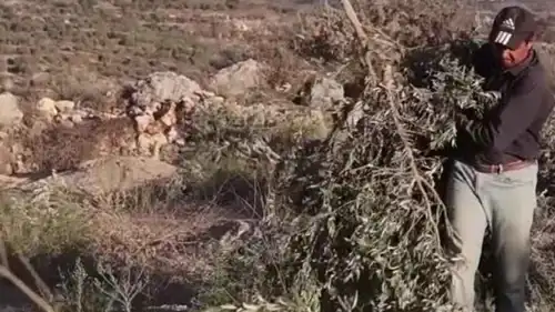 أشجار زيتون اقتلعتها إسرائيل