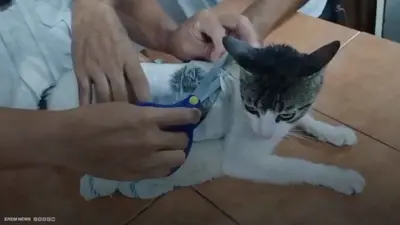 قط يهرب الممنوعات بكوستاريكا