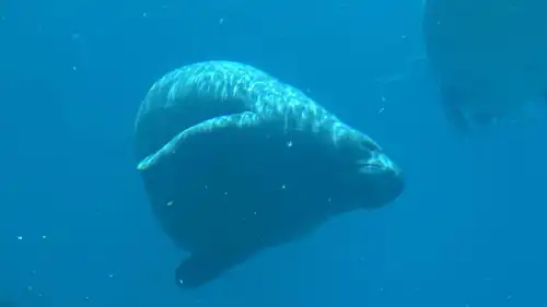 خروف البحر "روميو"