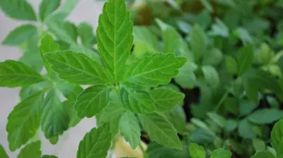 عشبة "جياوغولان"