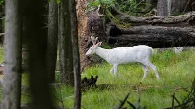 غزال أبيض (تعبيرية)