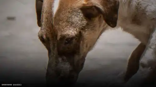 مالي يذبح كلبًا في إيطاليا