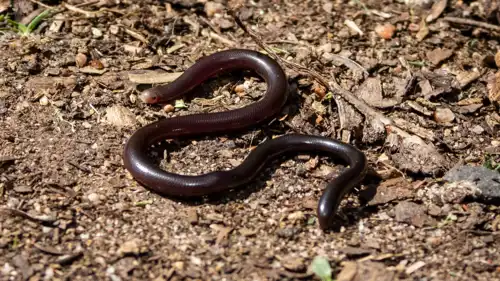ثعبان براهميني الأعمى
