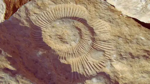 الأحفورة المكتشفة 