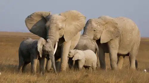 أفيال في كينيا